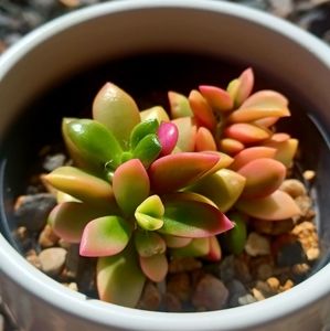 Rare Sunrise succulent plant (Variegated green/pink/white color)